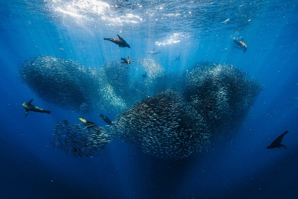 (© Fabien Michenet / UnderwaterCompetition.com)