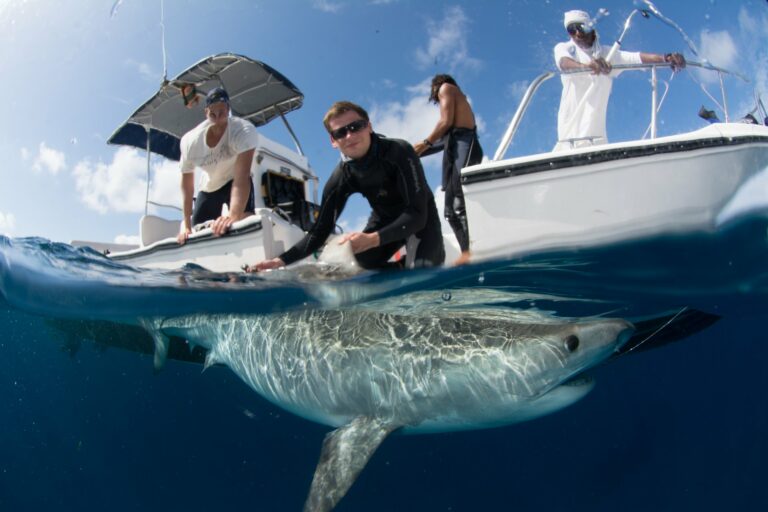 James Lea at work tagging a tiger shark (Ryan Daly / SOSF)