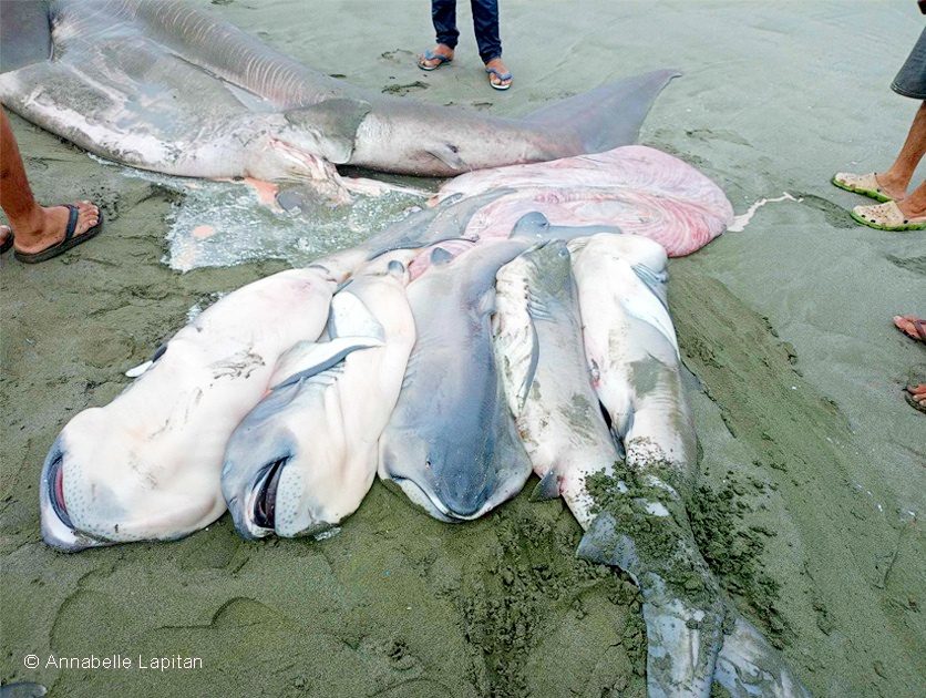 Megamouth-haaien bewijzen de interne eiertheorie