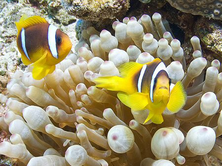 Anemonefish on a bubble anemone