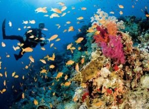 Anthias swarm around the coral