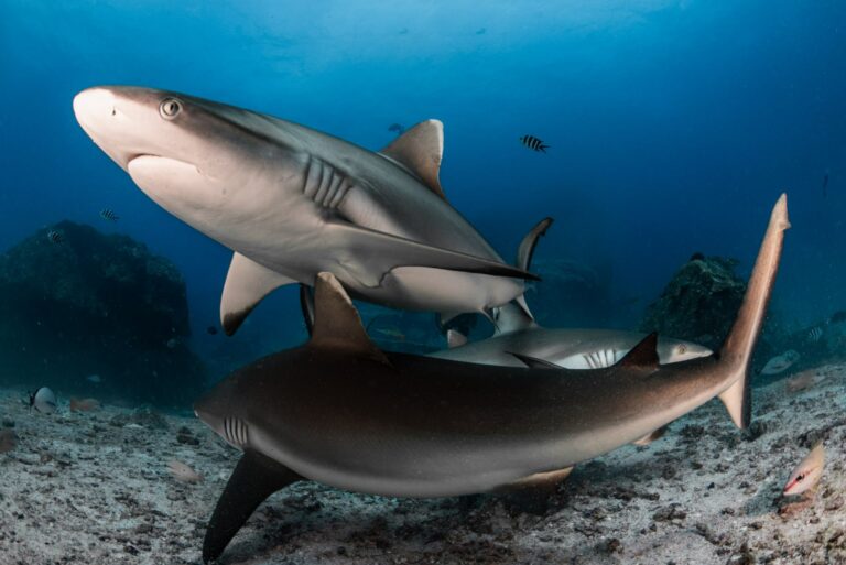 Grey reef sharks (Christopher Leon / SOSF)