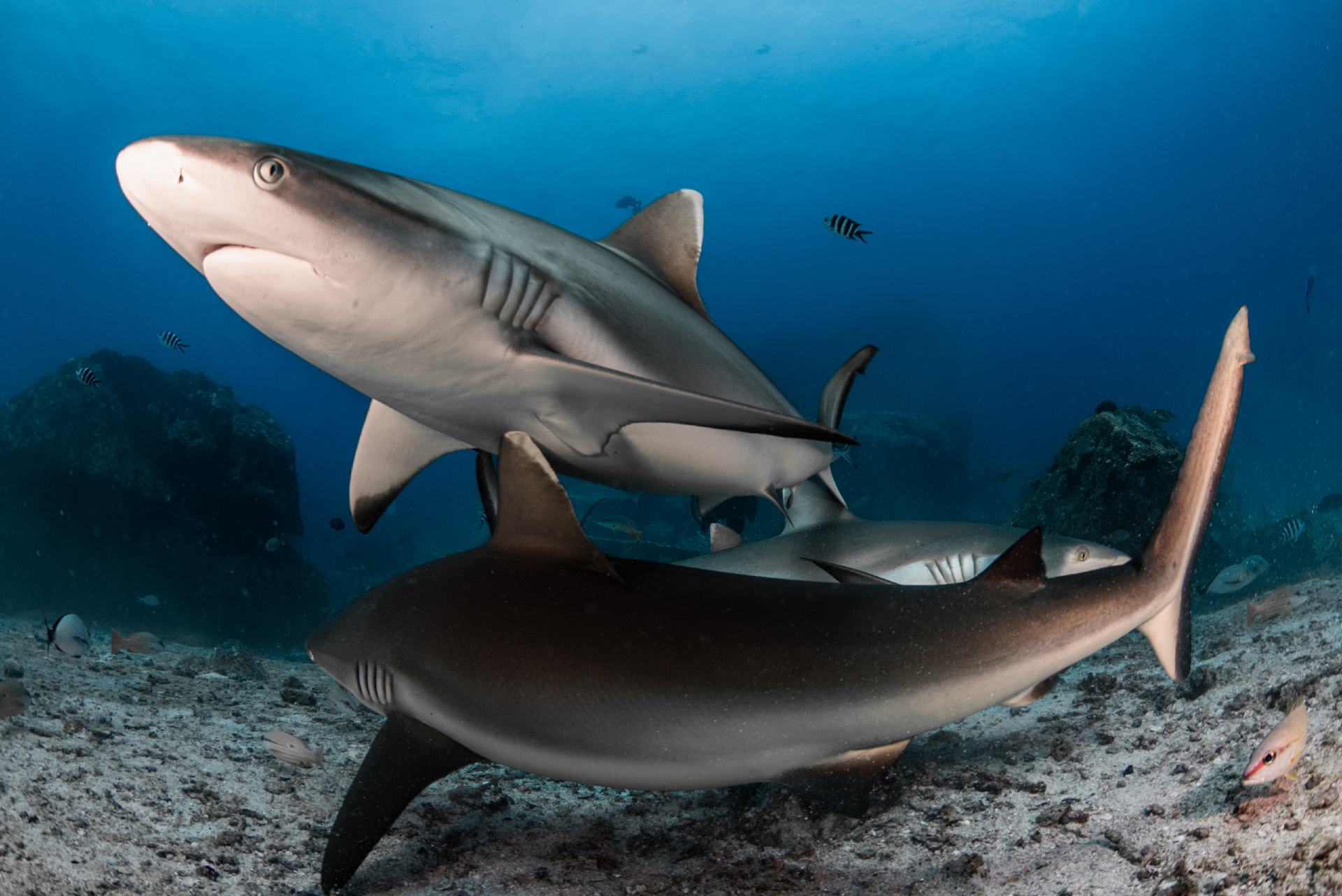 Divers catch grey reef sharks napping