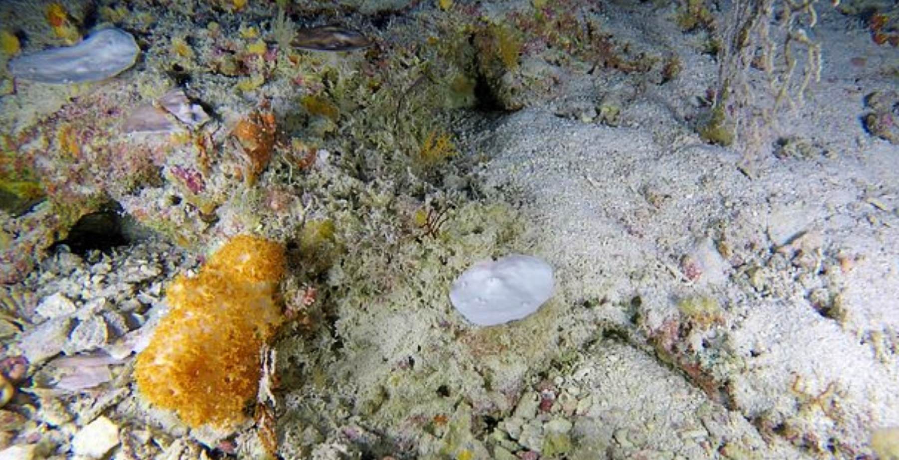 A 90 m de profundidad: el blanqueamiento de los corales está afectando profundamente