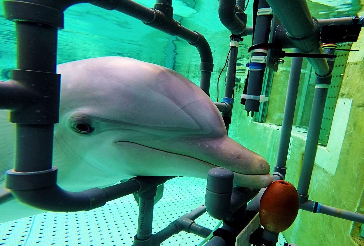 Supersila pomáha delfínom určiť zakopanú korisť