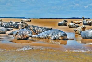 Grey seals at Stiffkey, Norfolk (Duncan Harris)