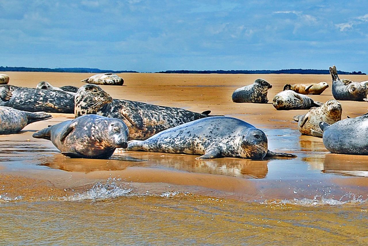 Pelēkie roņi atgriežas Apvienotās Karalistes ūdeņos, bet…