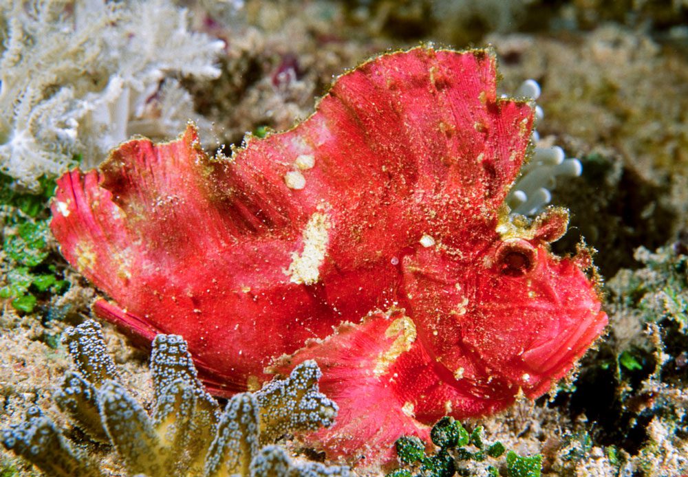 Leaf scorpionfish at Wakatobi