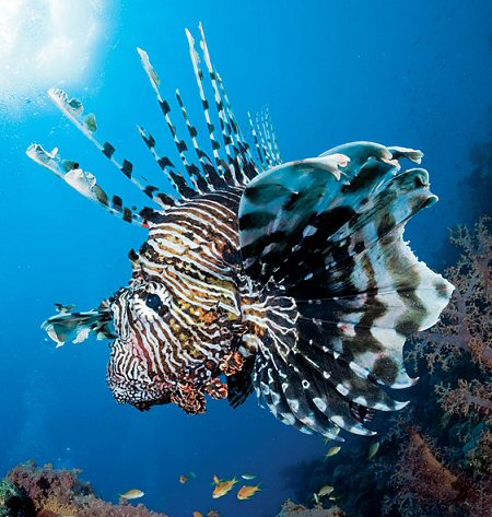 Lionfish are always associated with anthias