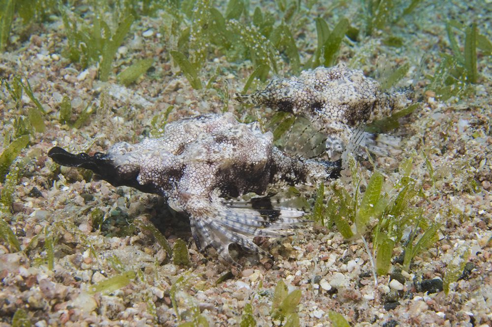 Pair of Pegasus sea moths in the grass beds on Wakatobi's House Reef.