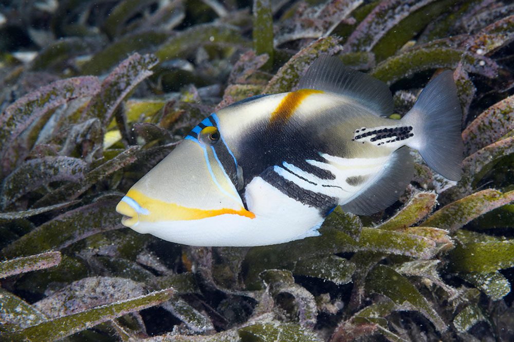Picasso Triggerfish are one of the many varieties you will see on Wakatobi's House Reef.
