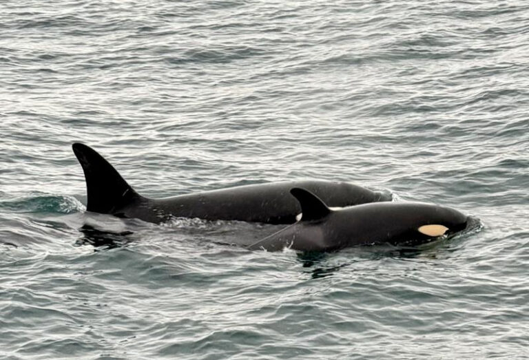 Orca and calf from the pod that hung out with the lifeboat (RNLI / Longhope)