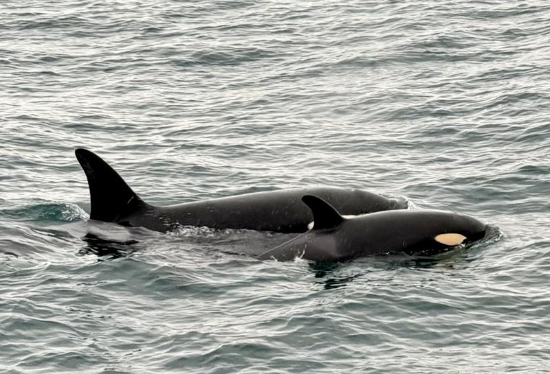 Le orche assassine curano l'equipaggio della scialuppa di salvataggio