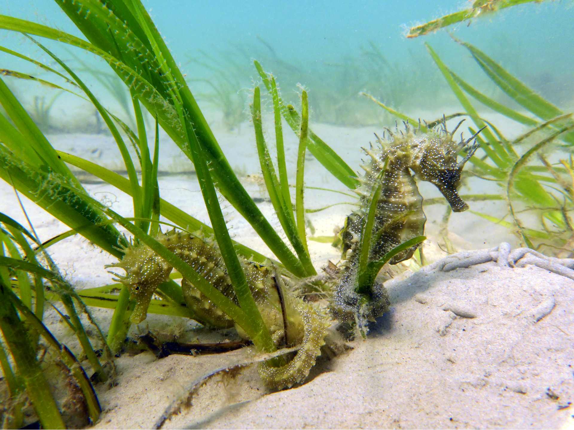 Seahorse haven uživa velik denarni priliv