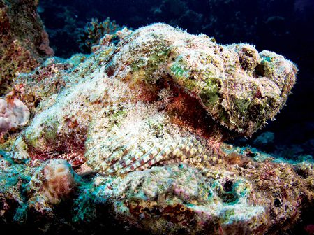 Stonefish hanging out