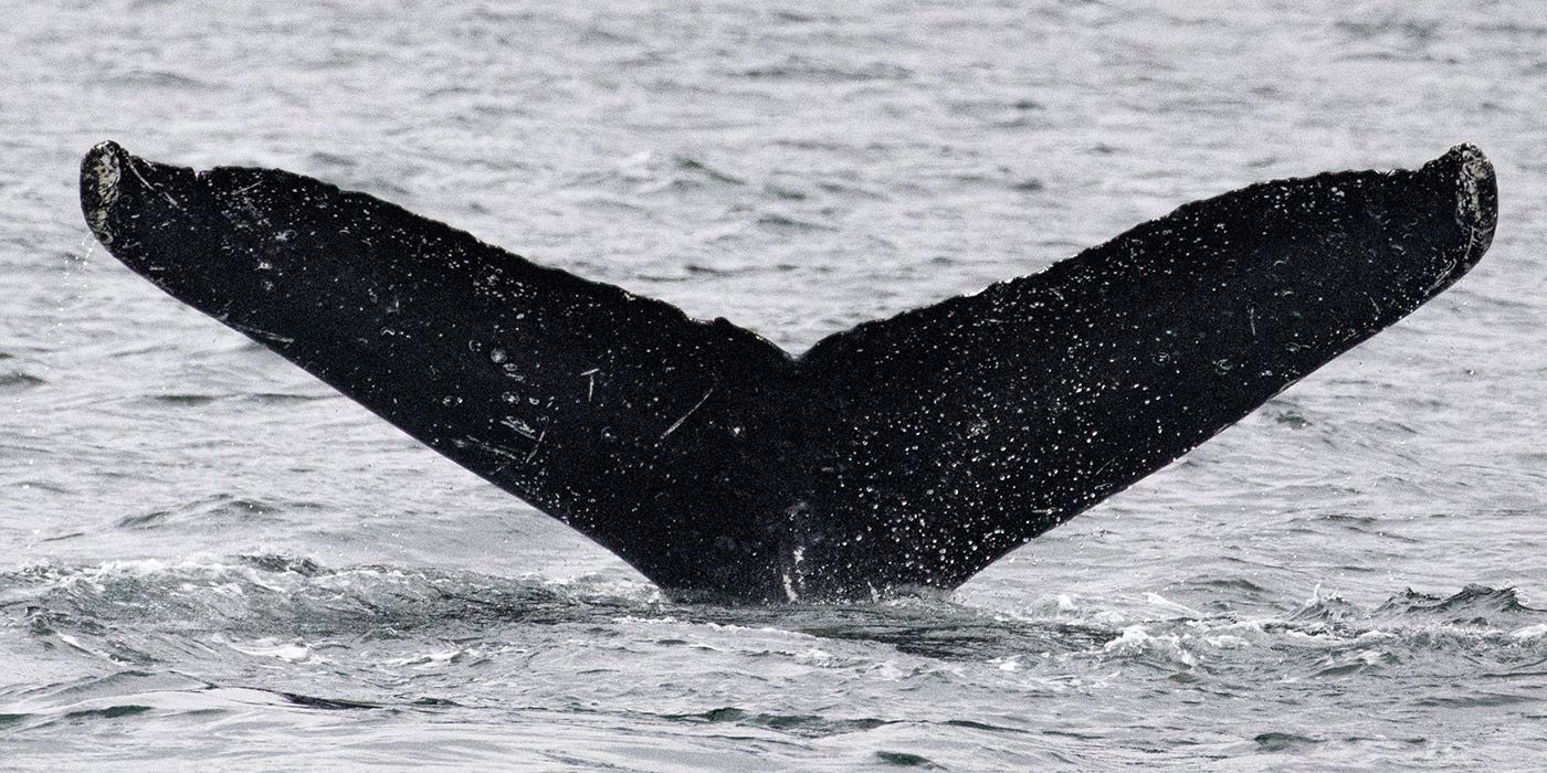 Pemburu asing memberi inspirasi kepada sembang pertama dunia dengan ikan paus