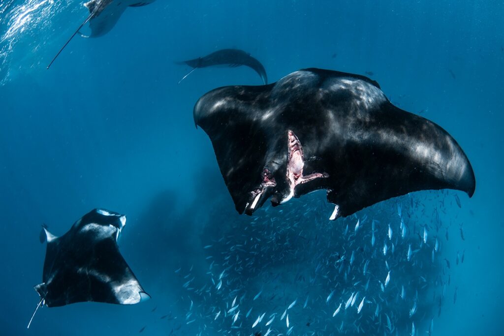 (© Simon Hilbourne / UnderwaterCompetition.com)