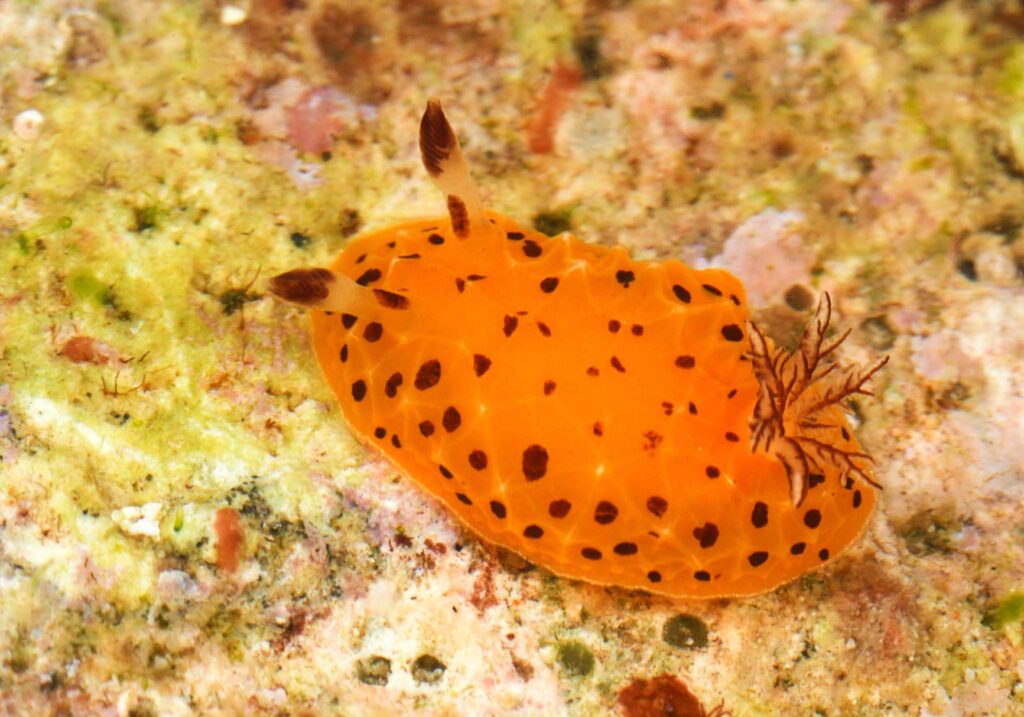 Among 14 new nudibranchs from the Indo-Pacific region was this one, Halgerda mango (Terry Gosliner / CAS)