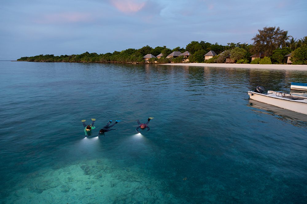 Snorkelers enjoying a twilight swim on Wakatobi's House Reef.