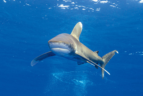 Red Sea Sharks Oceanic whitetip