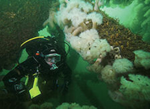 这个模拟石油钻塔腿结构原本是用于训练商业潜水员，现在被羽状海葵覆盖。