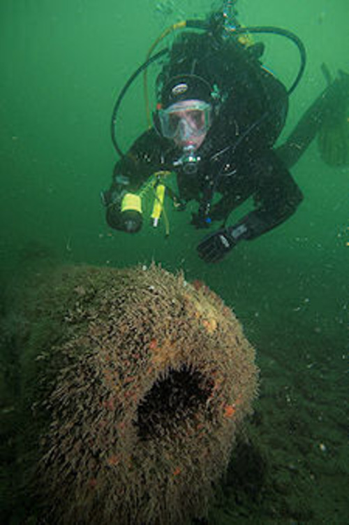 Iron cannon, from the 17th century Coronation wreck.