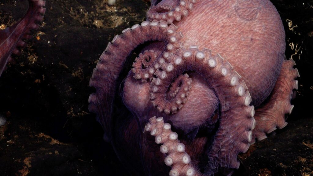 A mother octopus broods her eggs near El Dorado Hill. She won’t eat and dies around the same time her eggs hatch (Schmidt Ocean Institute)