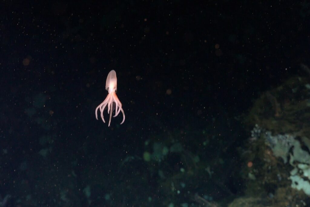 A baby octopus swims away from its egg near the small outcrop of rock unofficially called El Dorado Hill (Schmidt Ocean Institute)