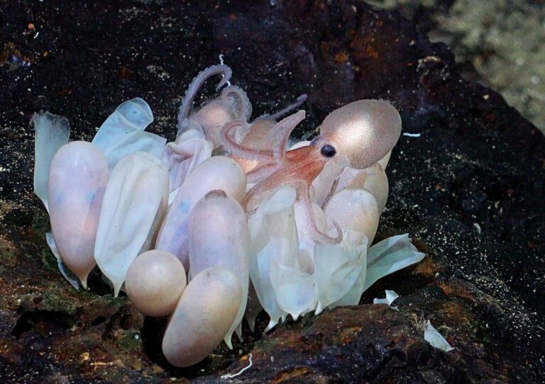An octopus hatchling emerges from a group of eggs at Tengosed seamount (Schmidt Ocean Institute)