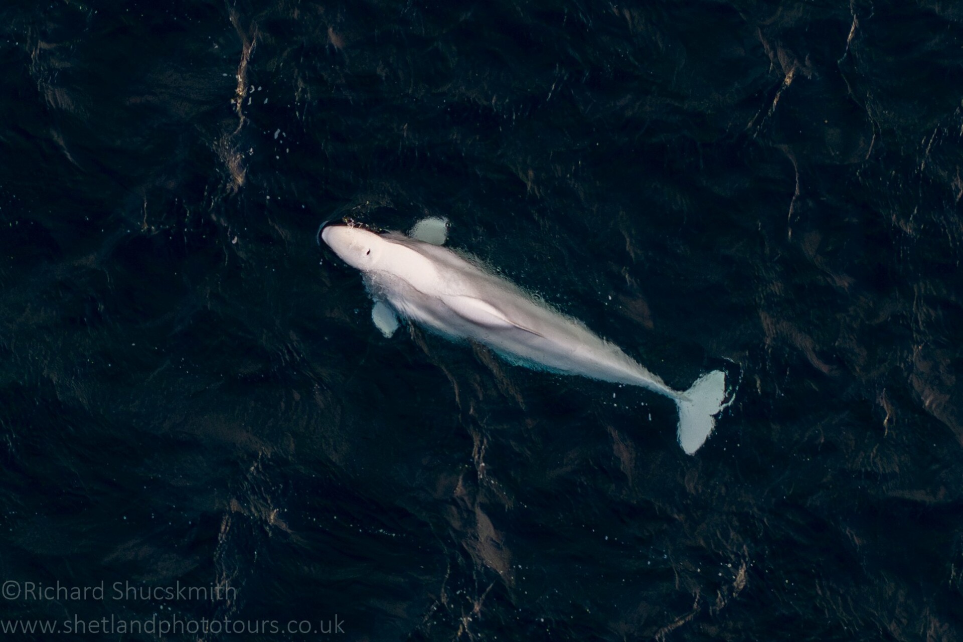 Nurek używa drona do robienia zdjęć białego wieloryba