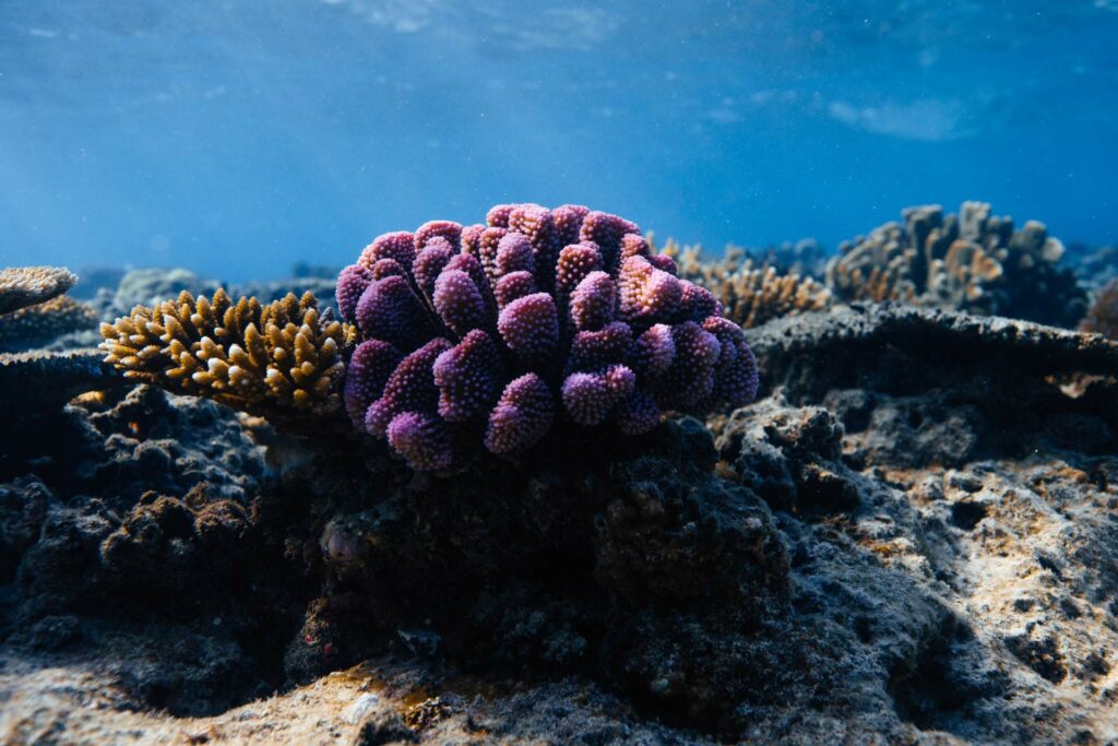Flourishing corals (Coral Gardeners)