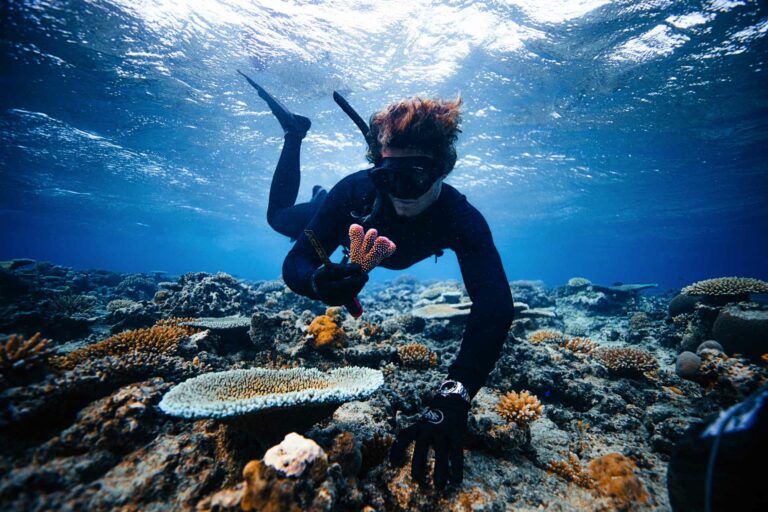 Coral Gardener in action (Tourism Fiji)
