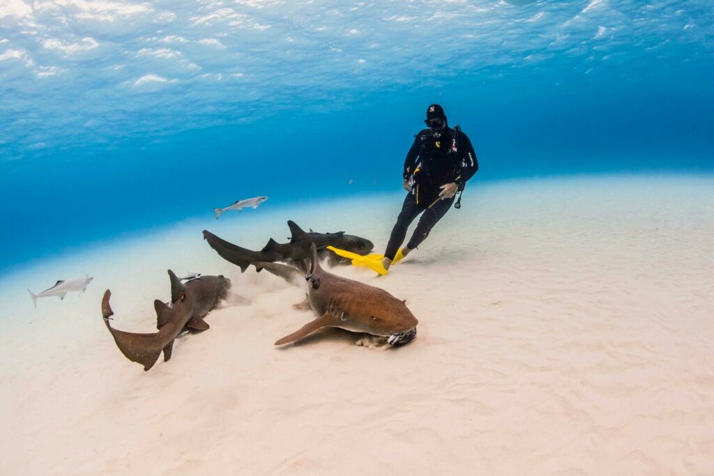 Diving with sharks (Neil Andrea / Julie Andersen)