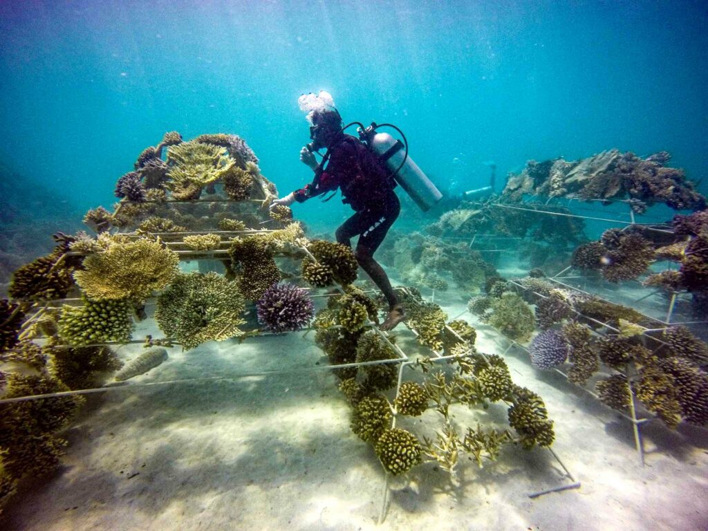 Coral restoration (Sheraton Maldives)