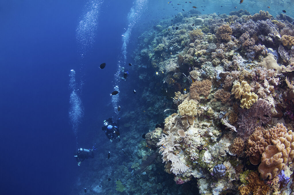 A couple divers cruise along the side a drop off at Wakatobi,