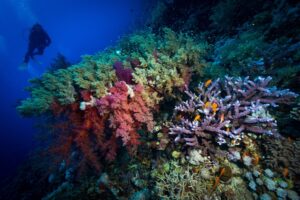 Diver at Fury Shoal in Egypt (Dive Worldwide)