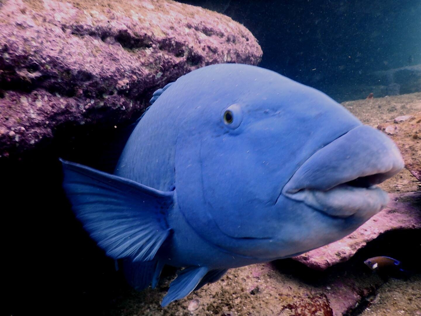 标志性蓝鱼的死亡激怒了潜水员