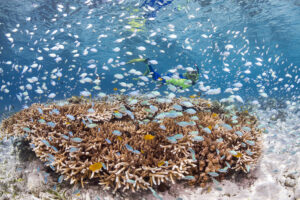 リゾートの献身的な努力により、ワカトビのサンゴ礁は世界で最も健全なサンゴ礁の一つに数えられます。