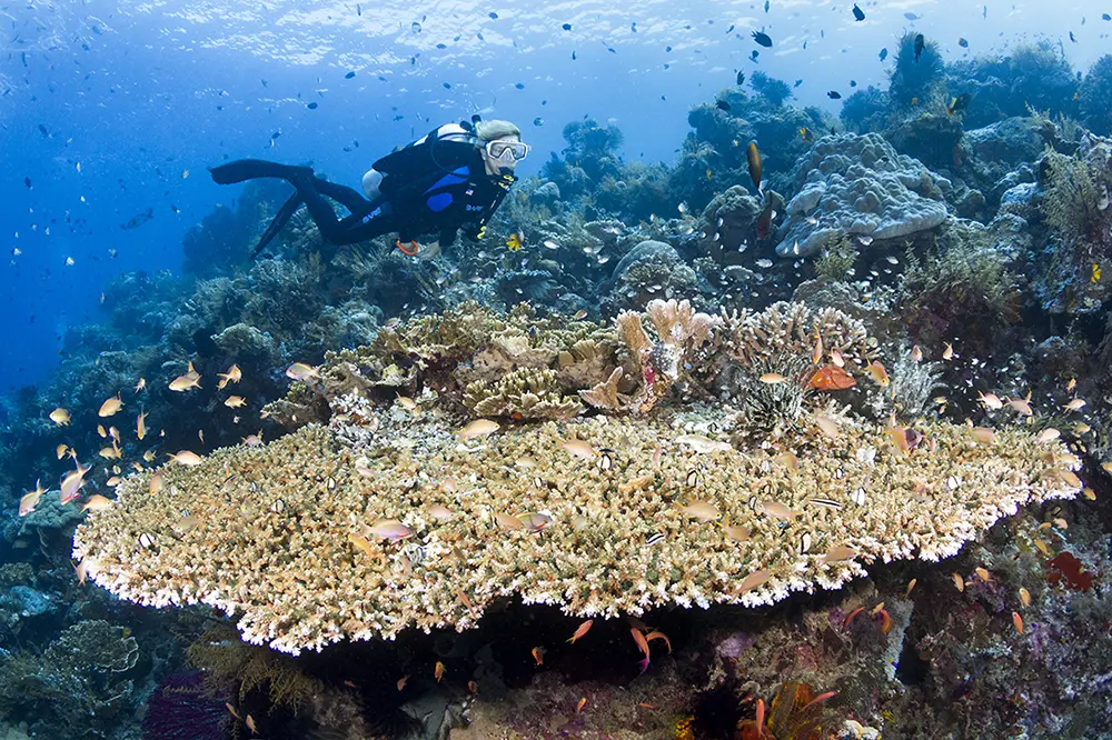 Diver swims over a large Table Coral, Wakatobi, Indonesia