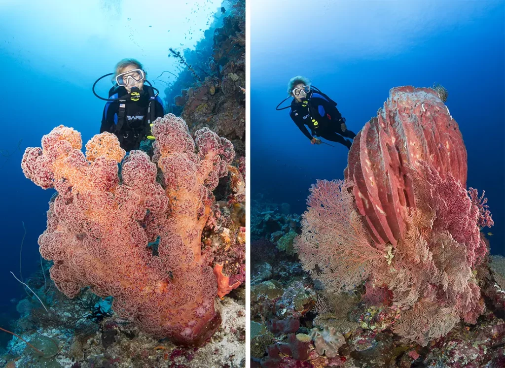 Another example of shooting at depth is this image of a diver behind a very large soft coral at 36.6m/120ft. down the side of a wall.