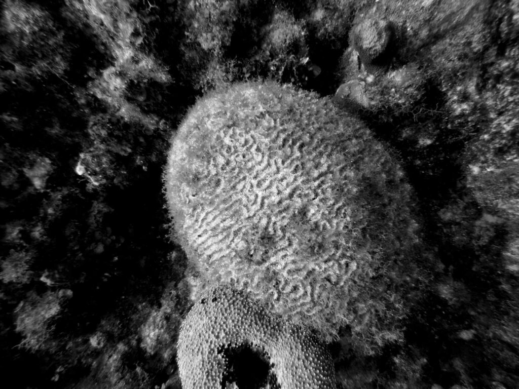 Dead brain coral on reef off Seven Mile Beach, Grand Cayman