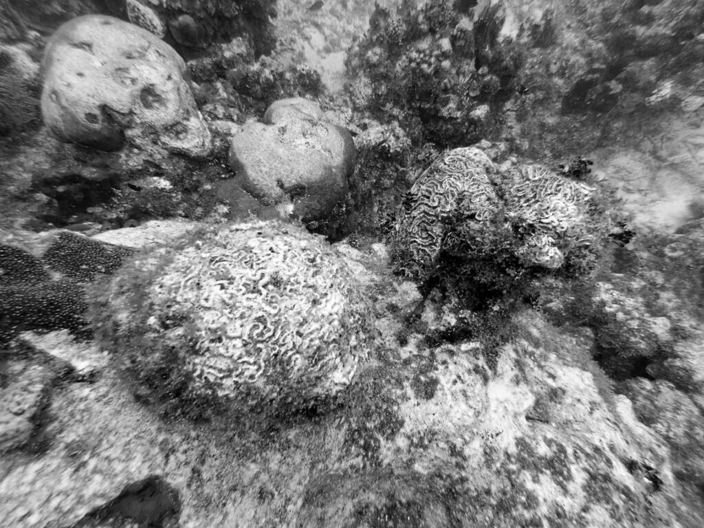 John Christopher Fine found examples of dead and dying stony corals everywhere on his dives off Grand Cayman