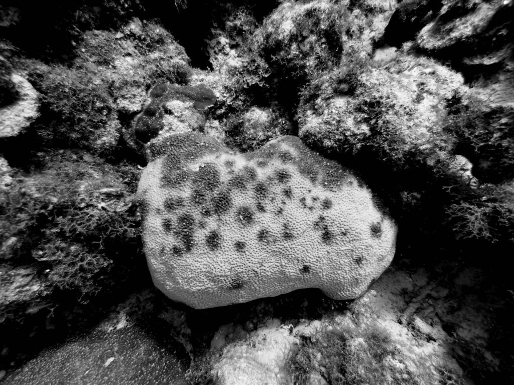 Coral disease on a Seven Mile Beach reef