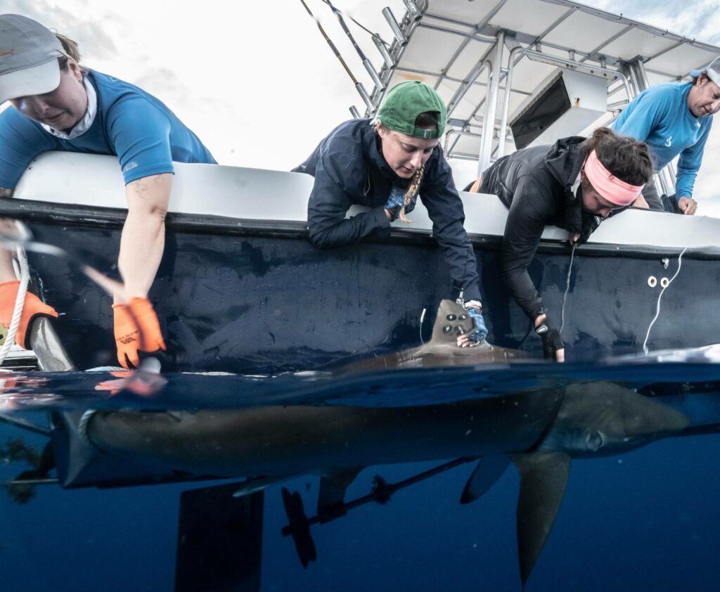 Chelsea Black led the original satellite-tagging expedition for silky sharks with a University of Miami team in June 2022 (Tanner Mansell)