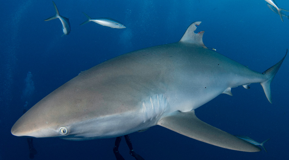 The first sighting of the silky shark in July 2022, with a traumatic wound to its dorsal fin following the removal of a satellite tag (Josh Schellenberg)