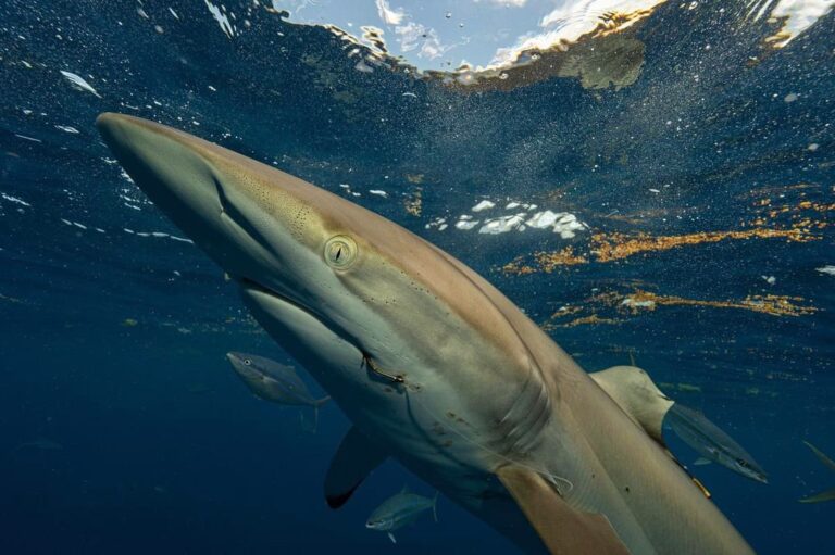 The silky shark in 2023 with healed fin. Hooks in both sides of its jaw show that it has been caught and released several times (John Moore)