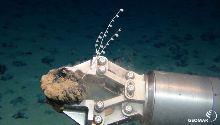 Coral growing on a manganese nodule held in a ROV gripper arm, on a 2019 expedition to study deep-sea mining impacts (GEOMAR)