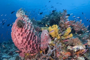 الشعاب المرجانية في واكاتوبي