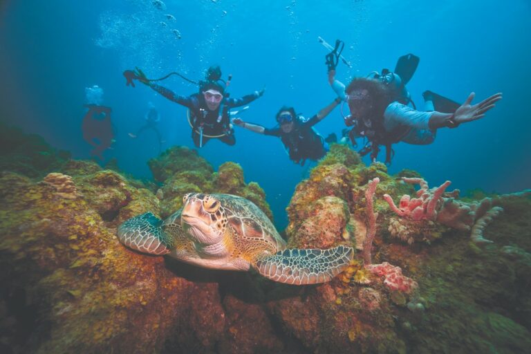 Divers and turtle at Sandals Royal Curacao