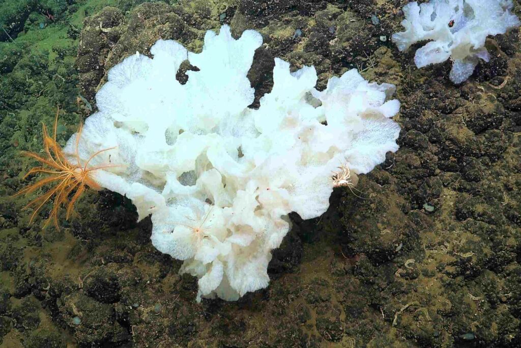 The areas around the hydrothermal springs and outcrops support a massive biodiversity of life including sponges, crinoids and crustaceans (Schmidt Ocean Institute)